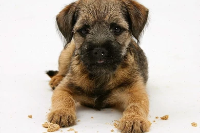 Rules Of The Jungle: Border Terrier Puppies
