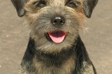 All Dog Breeds With Pictures And Names   Wallpapers HD Wide