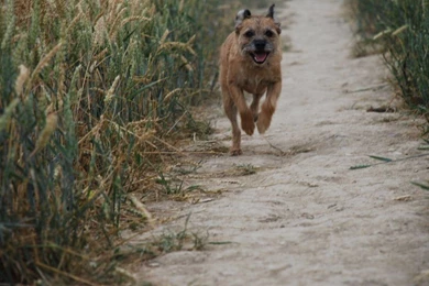 Border Terrier Running. By Katie5871 On DeviantArt