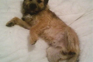 Dog breeds   B   Bedlington Terrier   Page 6