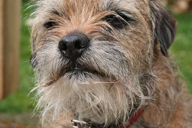 Dog breeds   B   Border Terrier   Page 5