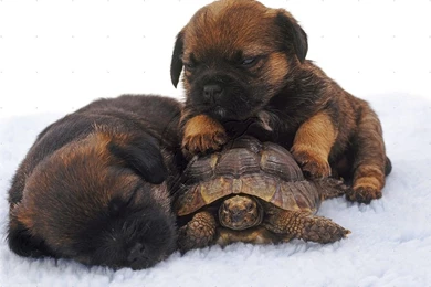 Border Terrier Free Desktop Wallpapers