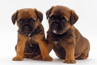 Border Terrier Puppies