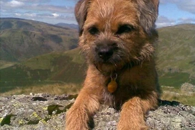 Border Terrier Photo