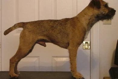 Free Wallpapers Border Terrier Yellow Line