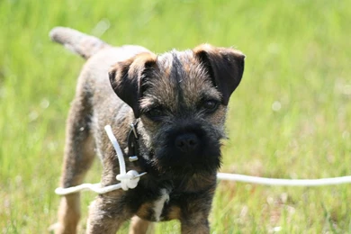 Puppy_of_border_terrier_on_leash_wallpaper.jpg