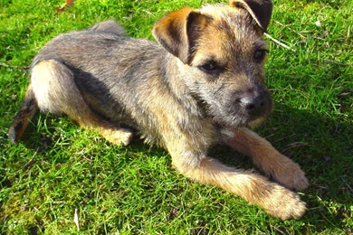 Border Terrier