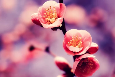 Nature Cherry Blossom Pink Sakura Spring Blossoms Wallpapers ...