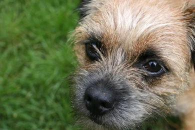 Terrier Breeds Pictures . Quality Images On Animal Picture Society