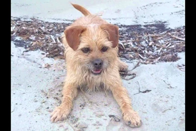 Amazing Dog Tricks By Deni The Border Terrier   YouTube