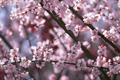 Sakura Flower Wallpapers   All Wallpapers New