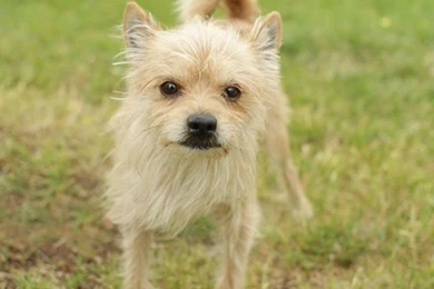 Why Hello Arnie   Border Terrier Mix   Toronto Animal Services ...
