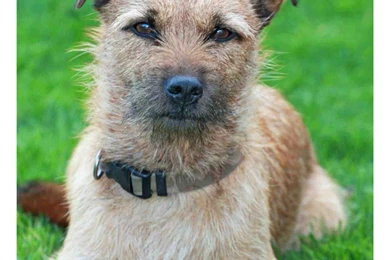 Jack Russell Cross Border Terrier › Mumet.co