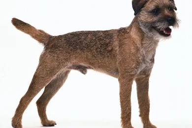 Borderterrier Related Keywords & Suggestions   Borderterrier Long ...