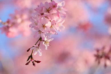 Drooping Cherry Blossoms Computer Wallpapers, Desktop Backgrounds ...