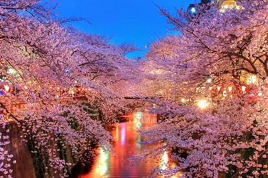 Download Wallpapers 3840x2400 O hanami, Blossom, Sakura, Japan ...