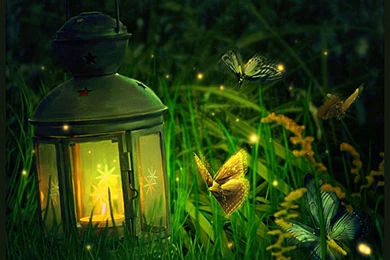 Light Of Hope Of Butterflies   (