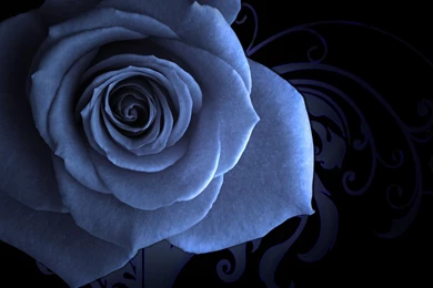 Blue Rose On A Beautiful Backgrounds Wallpapers And Images ...