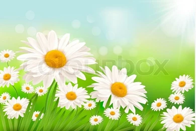 Beautiful Backgrounds With Grass And Daisies Stock Photo