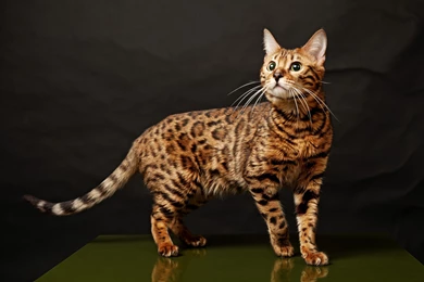 A Selection Of 7 Images Of Bengal Cats In HD Quality