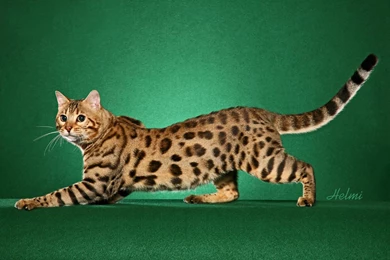 A Selection Of 7 Images Of Bengal Cats In HD Quality