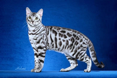 White Bengal Cat   Wallpaper.