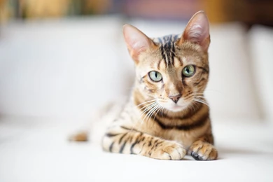 Beautiful Bengal Cat On A Light Backgrounds Wallpapers And Images ...