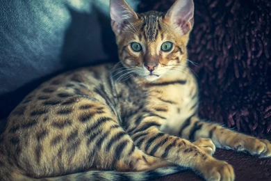 Download Wallpapers Bengal Cat (1920 X 1080 HDTV 1080p). Desktop ...