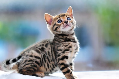 Cats   Photo Wallpapers, Pictures With Cats / Page 69