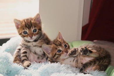 Two Cute Bengal Cat Wallpapers   Cute Cat Wallpapers