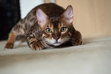 Bengal Cat Wallpapers HD Download