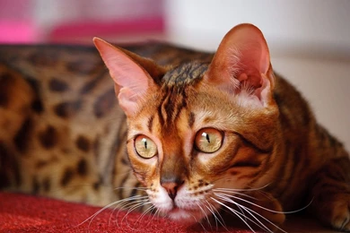 Widescreen Domestic Bengal Cats Wallpapers