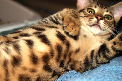 Cats   Photo Wallpapers, Pictures With Cats / Page 87