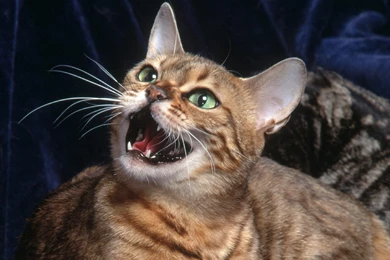 Free Wallpapers An Irritated Bengal Cat