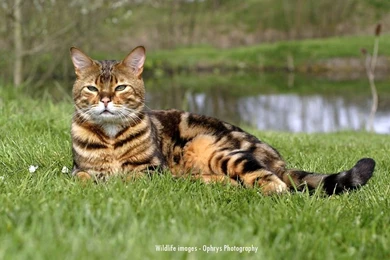 Bengal_cat_desktop_wallpaper 1024x768.jpg
