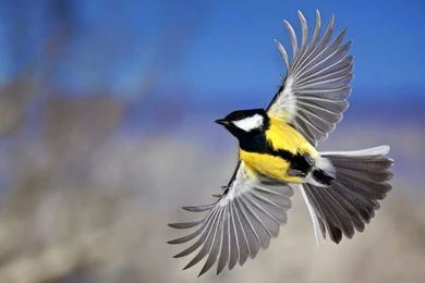 Flying Birds Wallpapers Top Wallpapers Desktop