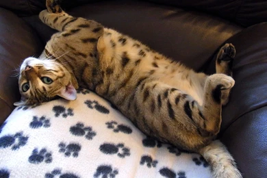 Bengal Cat Relaxes On A Chair Wallpapers And Images   Wallpapers ...