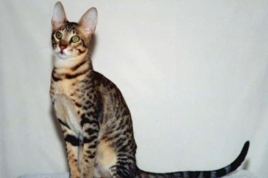 Bengal_cat_pc_wallpaper 1024x768.jpg