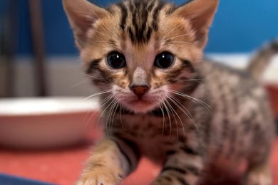Small Beautiful Bengal Cat Looking For Mom Wallpapers And Images ...