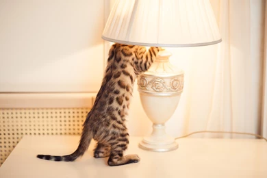 Bengal Cat And The Lamp Wallpapers And Images   Wallpapers ...