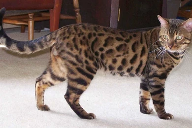 2048x1363px Cat Face Bengal