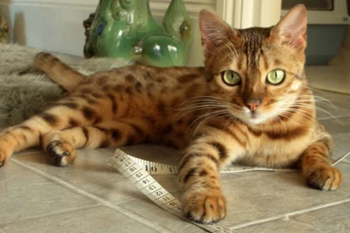 Most Common Cat Breeds   Cats Types