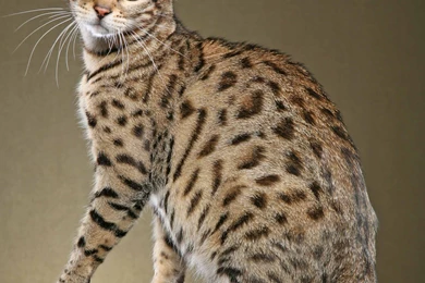 Domestic bengal cats 10   Magic4Walls.com