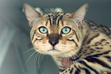 Dull Bengal Cat Wallpapers And Images   Wallpapers, Pictures, Photos