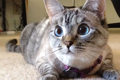 Denise Richards   Wallpaper.