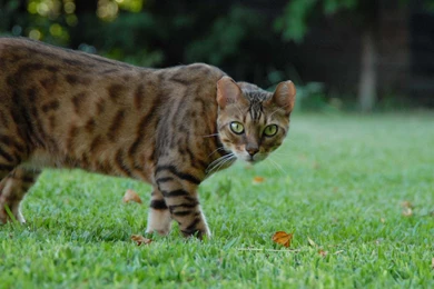 Bengal Cat With A Wild Look Wallpapers And Images   Wallpapers ...