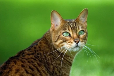 Bengal Cat Wallpapers New