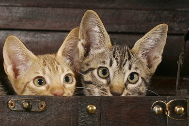 Two Bengal Cat In Box Photo