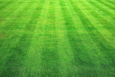 3ds_grass_texture241_173.jpg