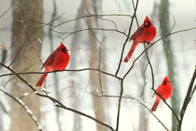 Bing Wallpapers For Desktop Free Download 22 Dec 2012